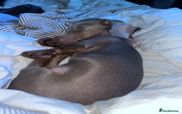 Miniature Dachshund dogs for sale: 8 month miniature dachshund for sale - Image 11