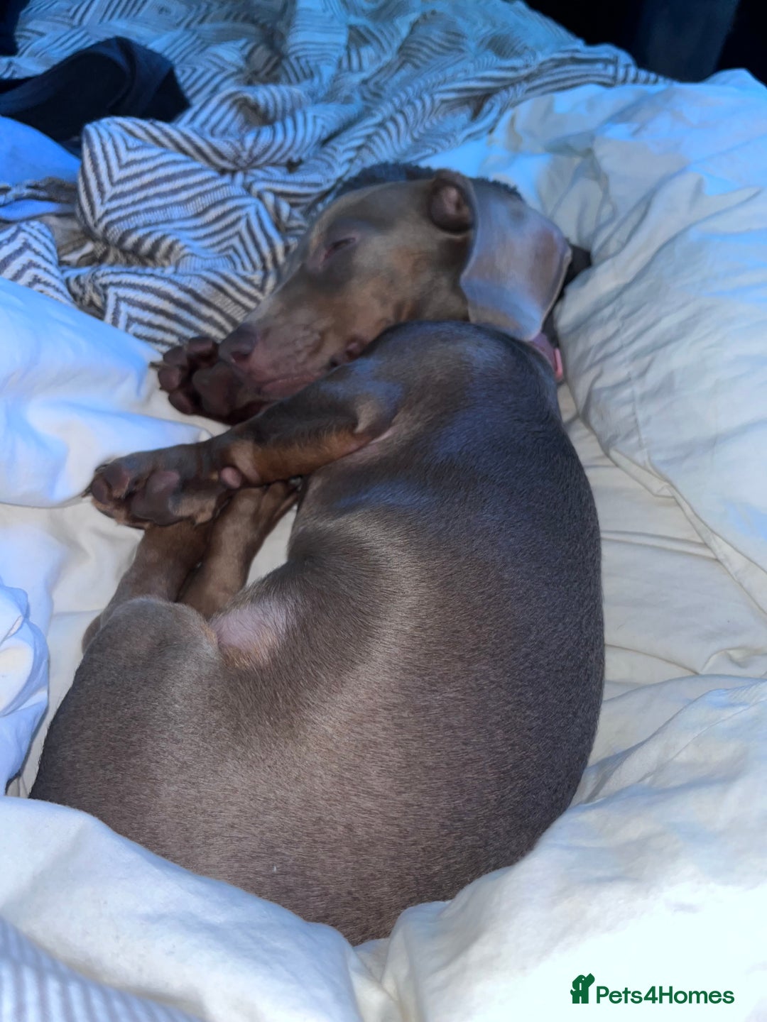 Miniature Dachshund dogs for sale: 8 month miniature dachshund for sale - Image 11