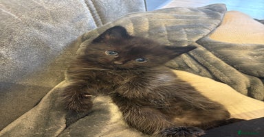 Mixed Breed cats - Advert 3