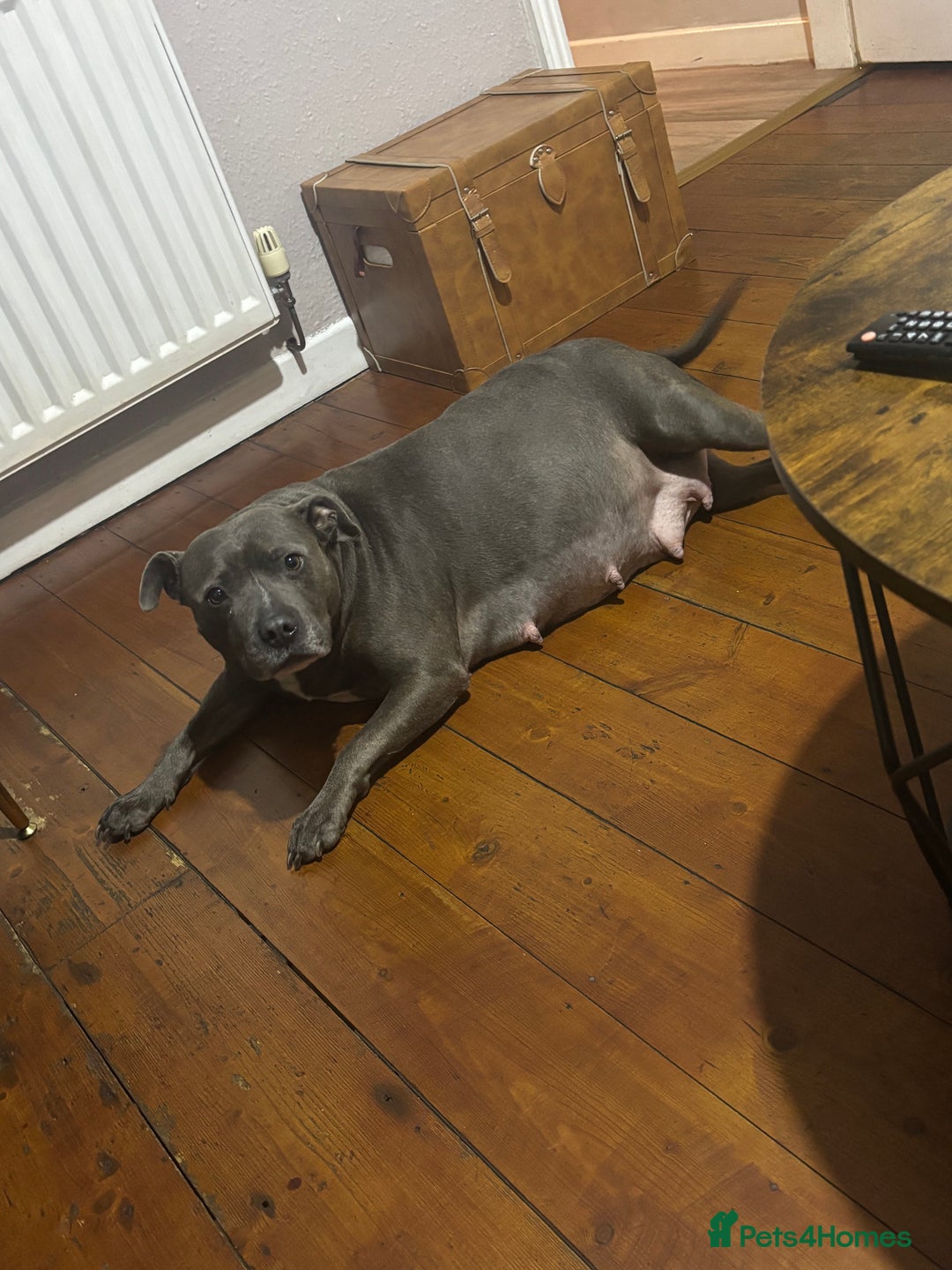 Staffordshire Bull Terrier dogs for sale: Gorgeous Staffordshire bull terrier puppies  - Advert 4