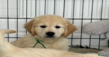 Golden Retriever dogs - Advert 2
