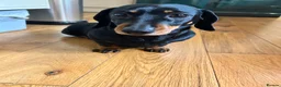 Miniature Dachshund dogs for sale: KC Miniature Black Tan Dachshund  in Bedford - Advert 9