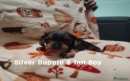 Miniature Dachshund dogs for sale: KC Register miniature dachshunds smooth coat - Image 5