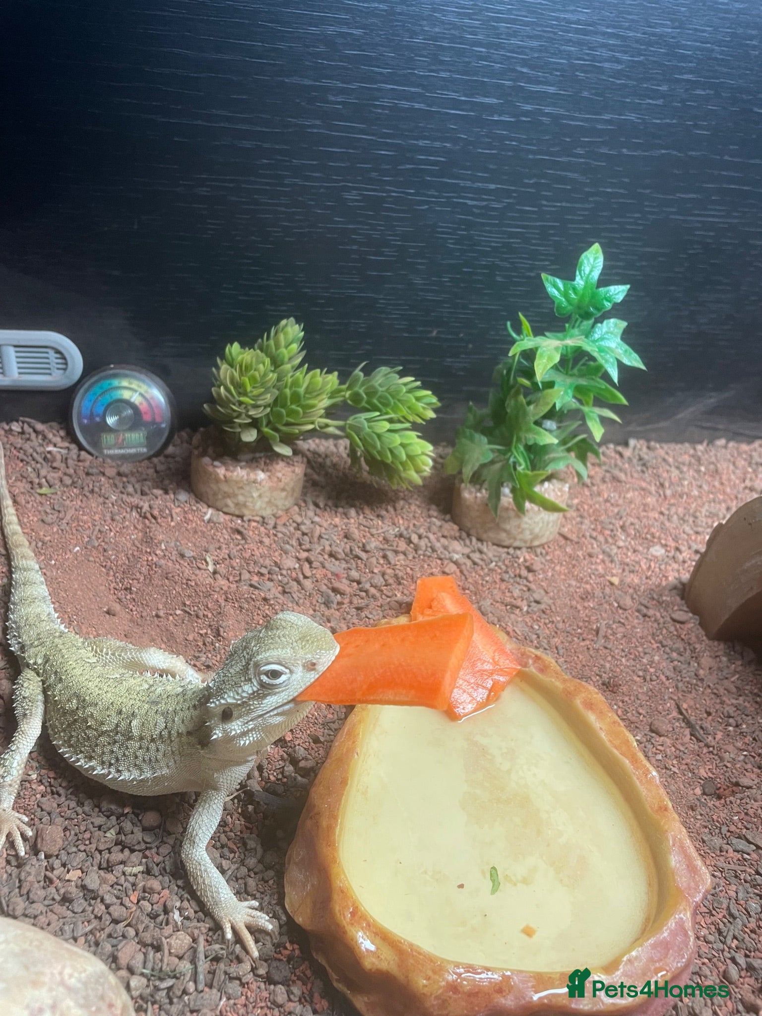 Bearded Dragon reptiles Bearded dragon  - Advert 1