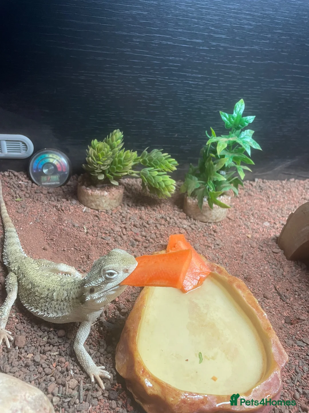 Bearded Dragon reptiles for sale: Bearded dragon  - Advert 1