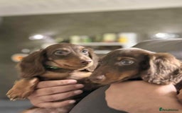 Miniature Dachshund dogs for sale: Last Longhaired miniature dachshund boy  - Image 2