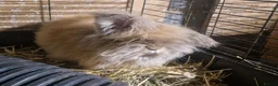 Mini Lion Lop rabbits for sale: Friendly, loving, young Lion-lop boy Garfield🐰♥️  - Advert 4