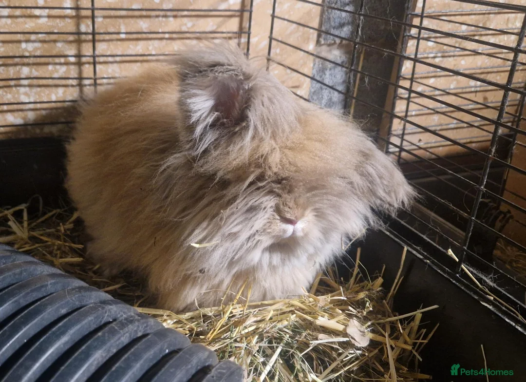 Mini Lion Lop rabbits for sale: Friendly, loving, young Lion-lop boy Garfield🐰♥️  - Advert 4