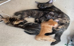 Mixed Breed cats for sale: Amiable bengal mix tabby kittens - Image 22