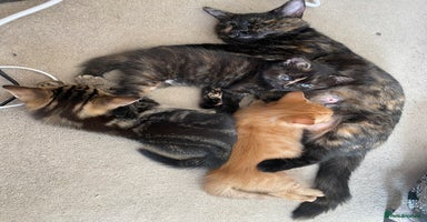 Mixed Breed cats - Advert 9