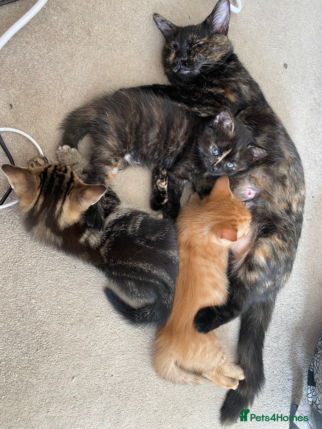 Mixed Breed cats for sale: Amiable bengal mix tabby kittens - Image 22