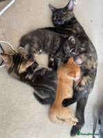 Mixed Breed cats - Advert 13