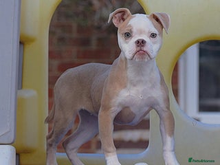 Old Tyme Bulldog dogs - Advert 4