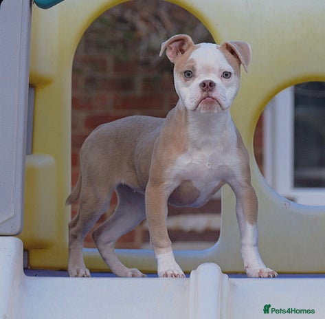 Old Tyme Bulldog dogs - Advert 4