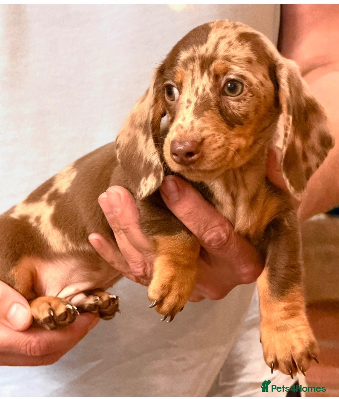 Dachshund dogs True miniature dachshund boys ready now  - Advert 6