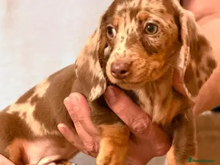 Dachshund dogs True miniature dachshund boys ready now - Advert 6