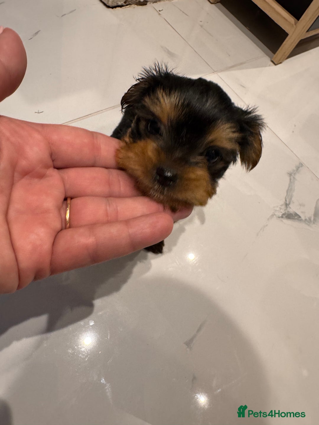 Yorkshire Terrier dogs for sale: Yorkshire terrier girl - Image 5