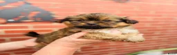 Mixed Breed dogs for sale: Sheltie cross puppies  - Advert 5