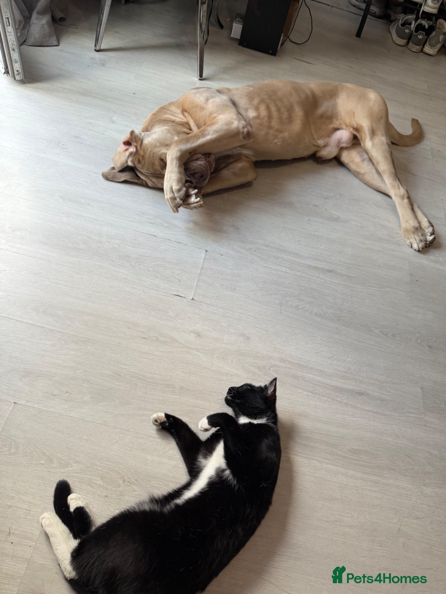 Cane Corso dogs for sale: Beautiful cane corso boy for sale  - Advert 6
