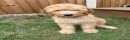 Mixed Breed dogs for sale: Australian doubledoodles  - Advert 5