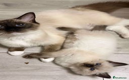 Ragdoll cats for sale: Ragdoll kittens - Image 6