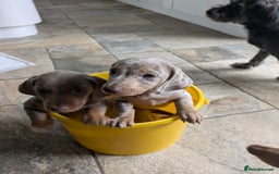 Miniature Dachshund dogs for sale: 3 beautiful puppies for sale  - Image 7