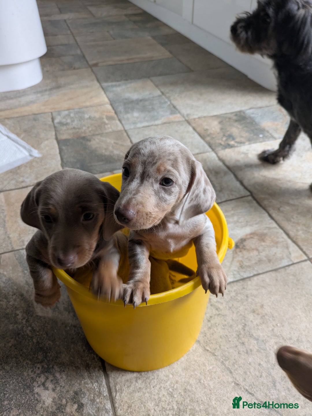 Miniature Dachshund dogs for sale: 3 beautiful puppies for sale  - Image 7