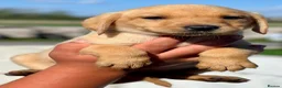 Labrador Retriever dogs for sale: RKC REG’D GOLDEN YELLOW BEAUTIFUL LAB PUPS - Advert 21