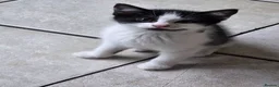 Mixed Breed cats for sale: Gorgeous black and white kitten - Advert 2