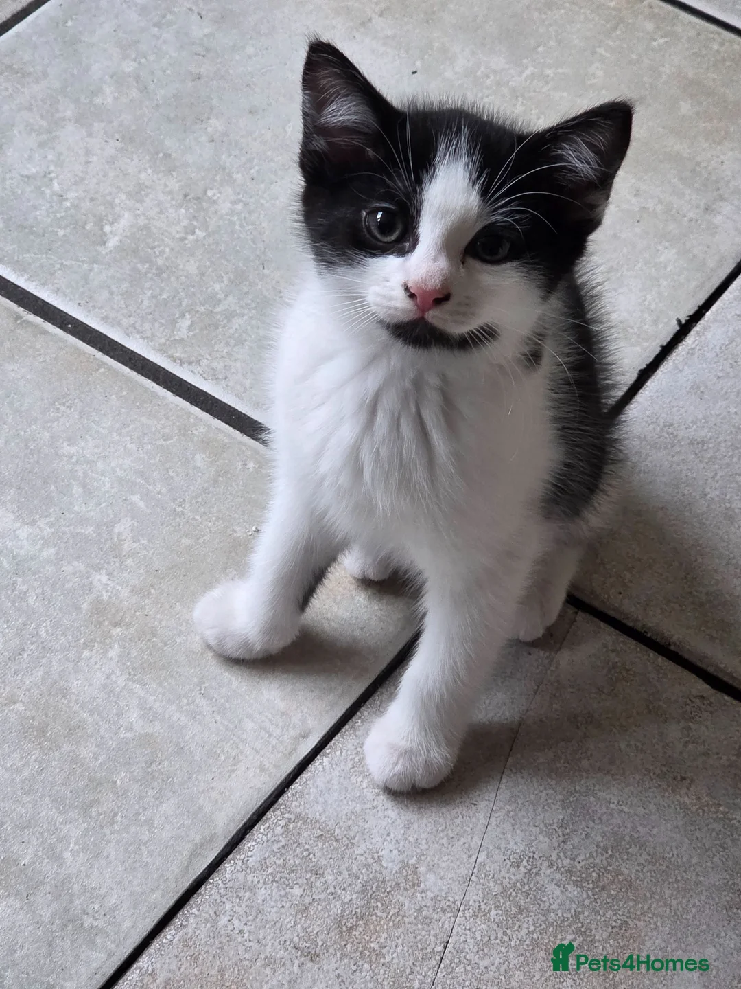 Mixed Breed cats for sale: Gorgeous black and white kitten - Advert 2