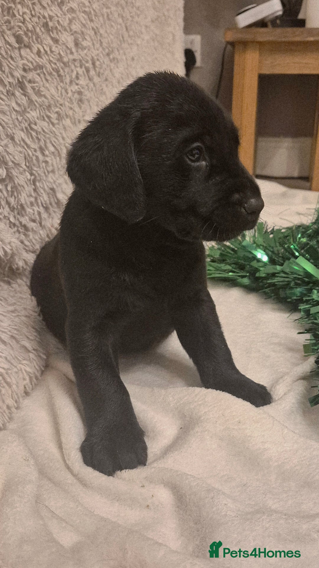 Labrador Retriever dogs for sale: Black labrador puppies  - Advert 2