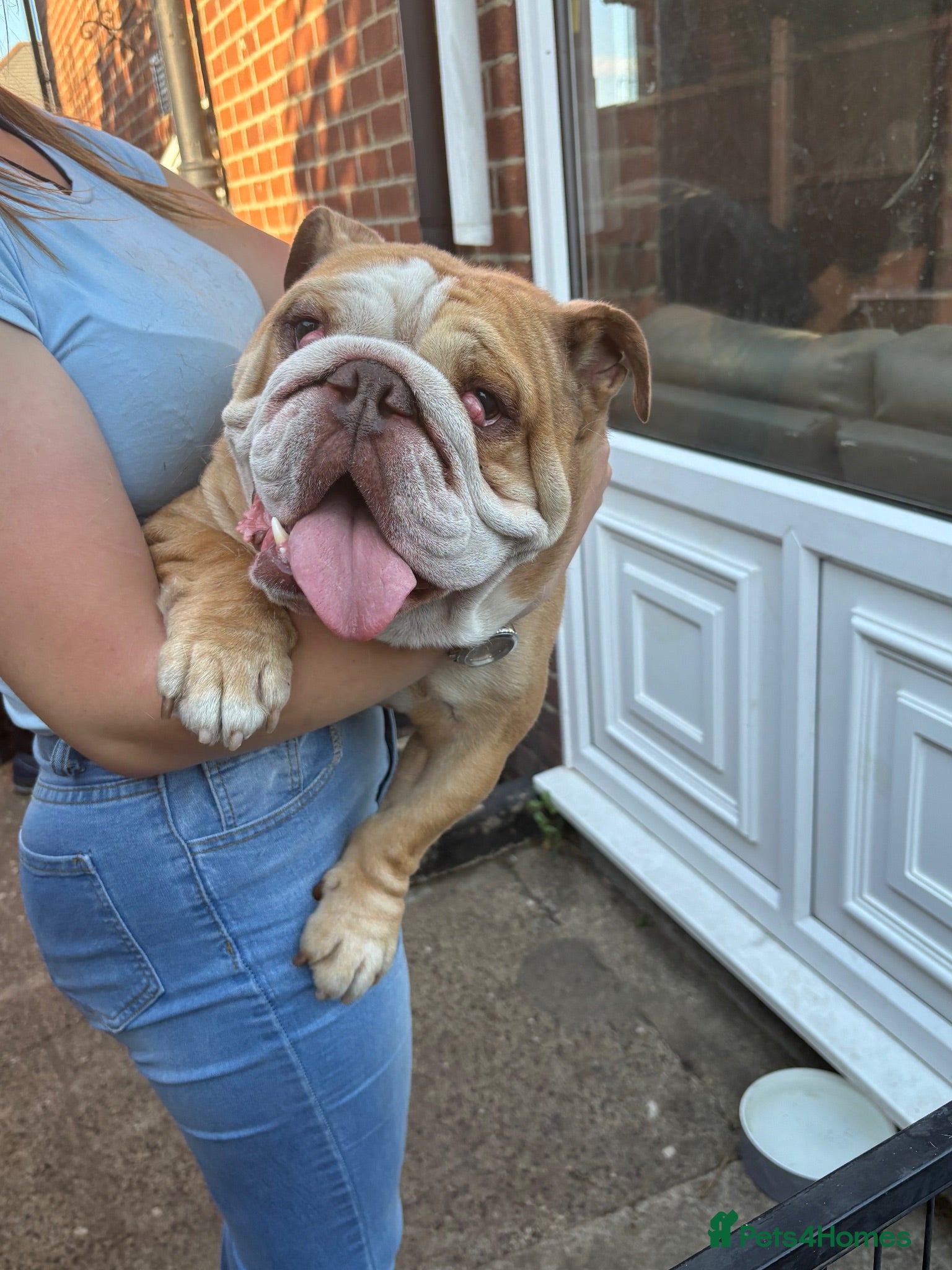 English Bulldog dogs Male English Bulldog looking for a new home  - Advert 1