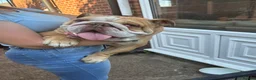 English Bulldog dogs for sale: Male English Bulldog looking for a new home  - Advert 1
