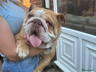 English Bulldog dogs Male English Bulldog AVAILABLE NOW - Advert 18