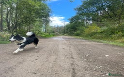 Mixed Breed dogs for sale: Meet Blu our beautiful husky/samoyed. 1 year old - Image 7