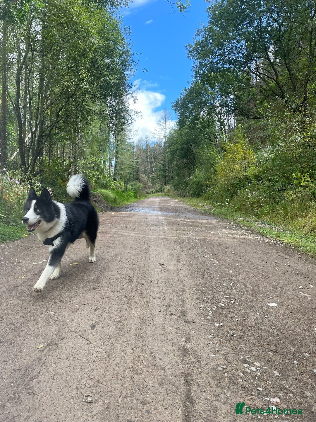 Mixed Breed dogs for sale: Meet Blu our beautiful husky/samoyed. 1 year old - Image 7