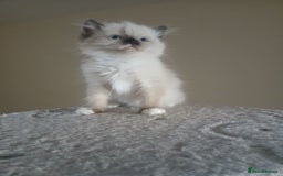 Ragdoll cats for sale: 2 Beautiful Girls available  - Image 12
