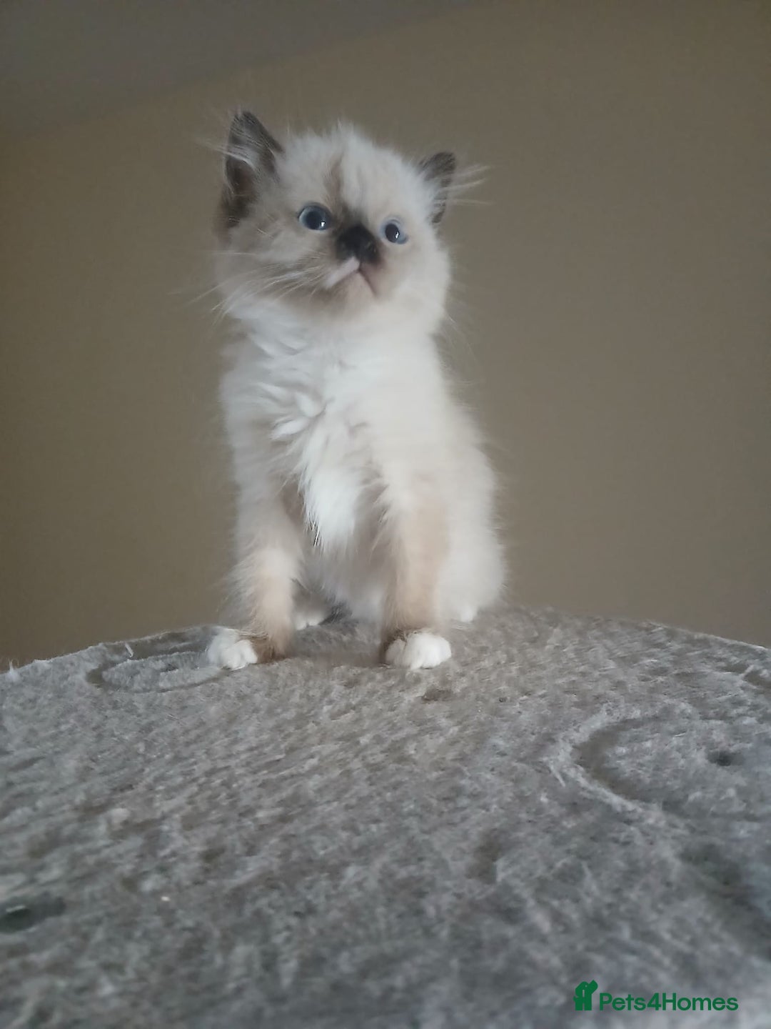 Ragdoll cats for sale: 2 Beautiful Girls available  - Image 12