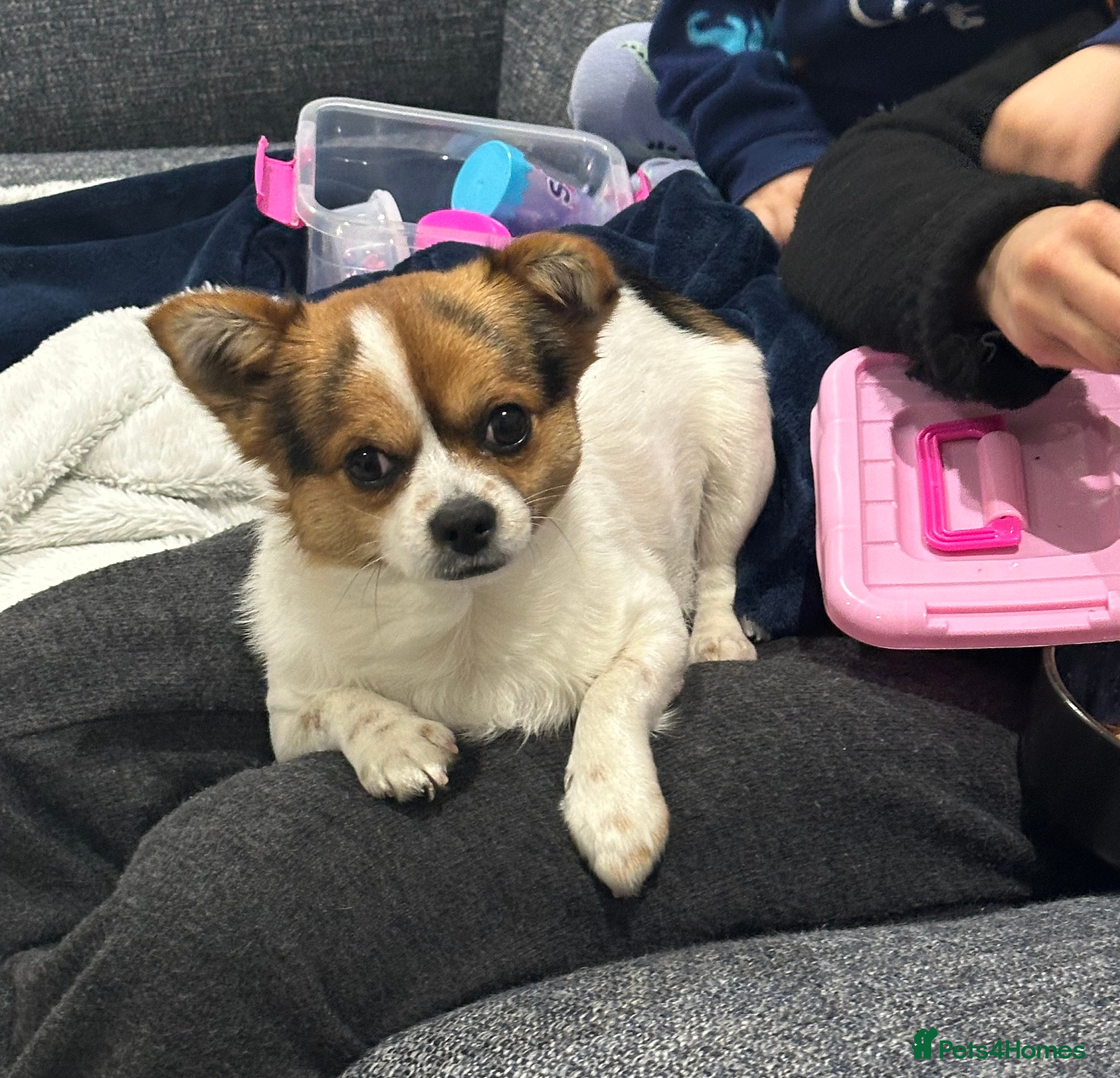 Mixed Breed dogs Jack 1 year old mixed breed small dog - Advert 16