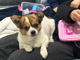 Mixed Breed dogs Jack 1 year old mixed breed small dog - Advert 16