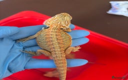 Bearded Dragon reptiles for sale: Baby bearded dragons  - Image 10
