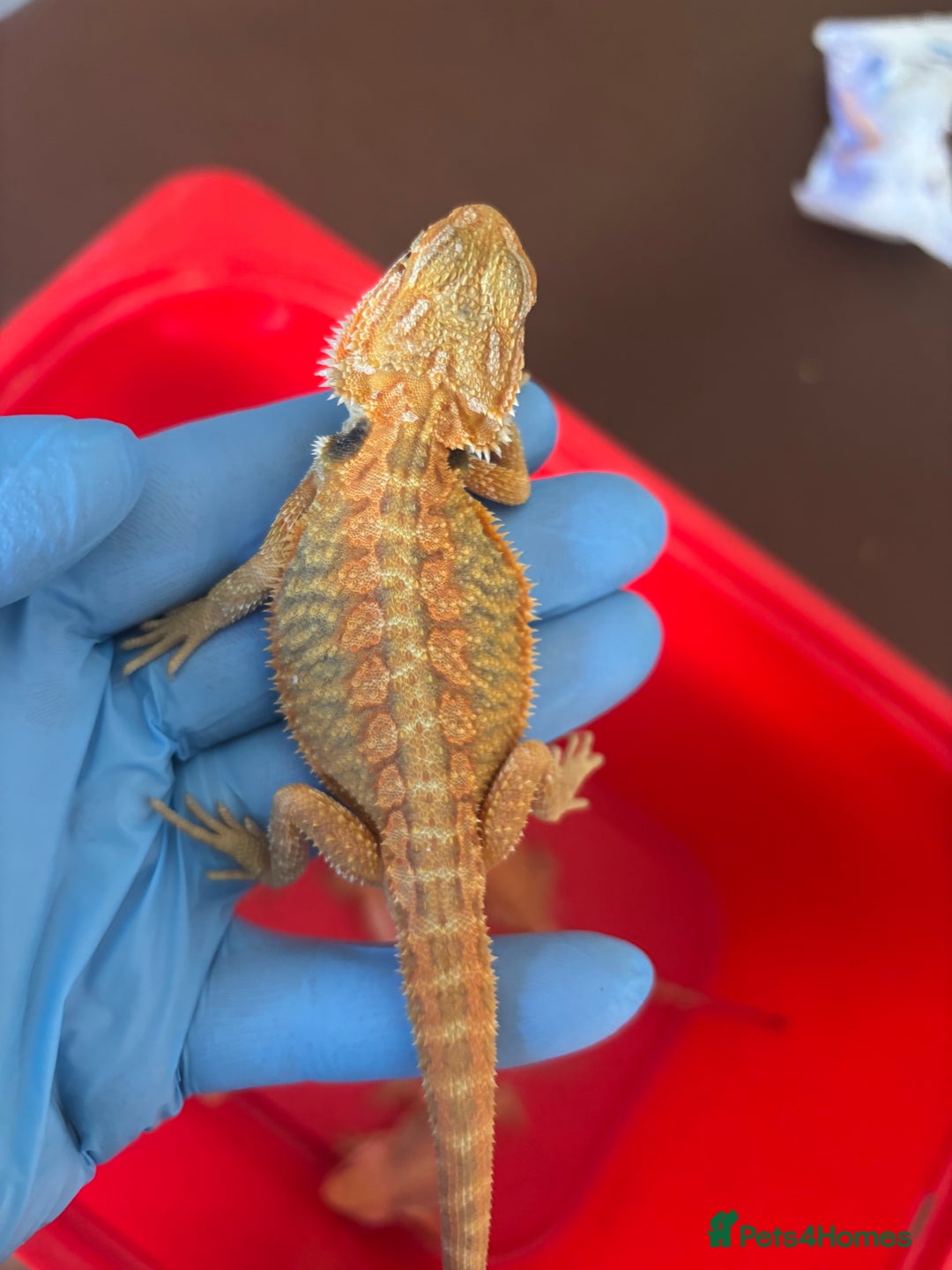 Bearded Dragon reptiles for sale: Baby bearded dragons  - Image 10