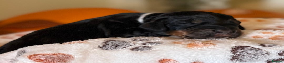 Black and Tan Male (White Collar)