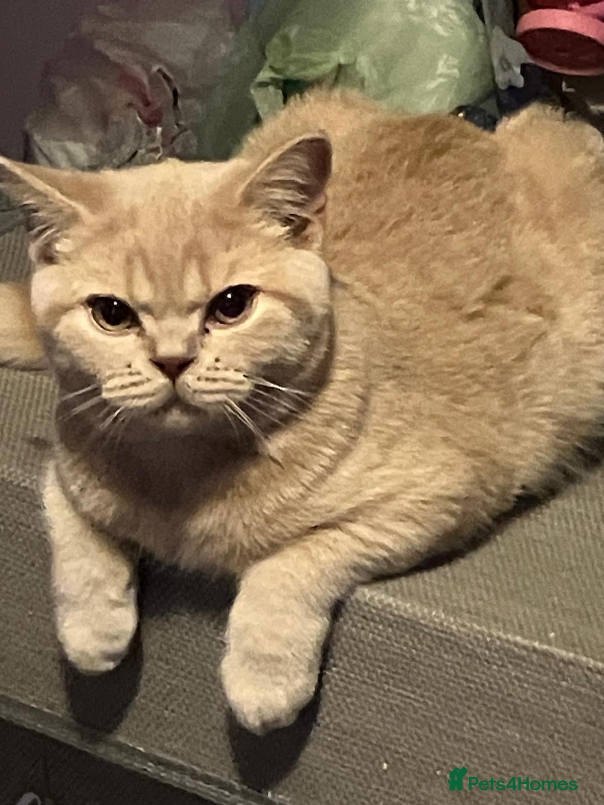 British Shorthair cats Mabel needs a quiet loving home  - Advert 11