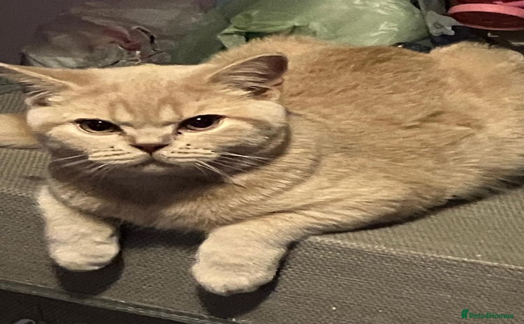 British Shorthair cats - Advert 9