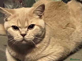 British Shorthair cats - Advert 7