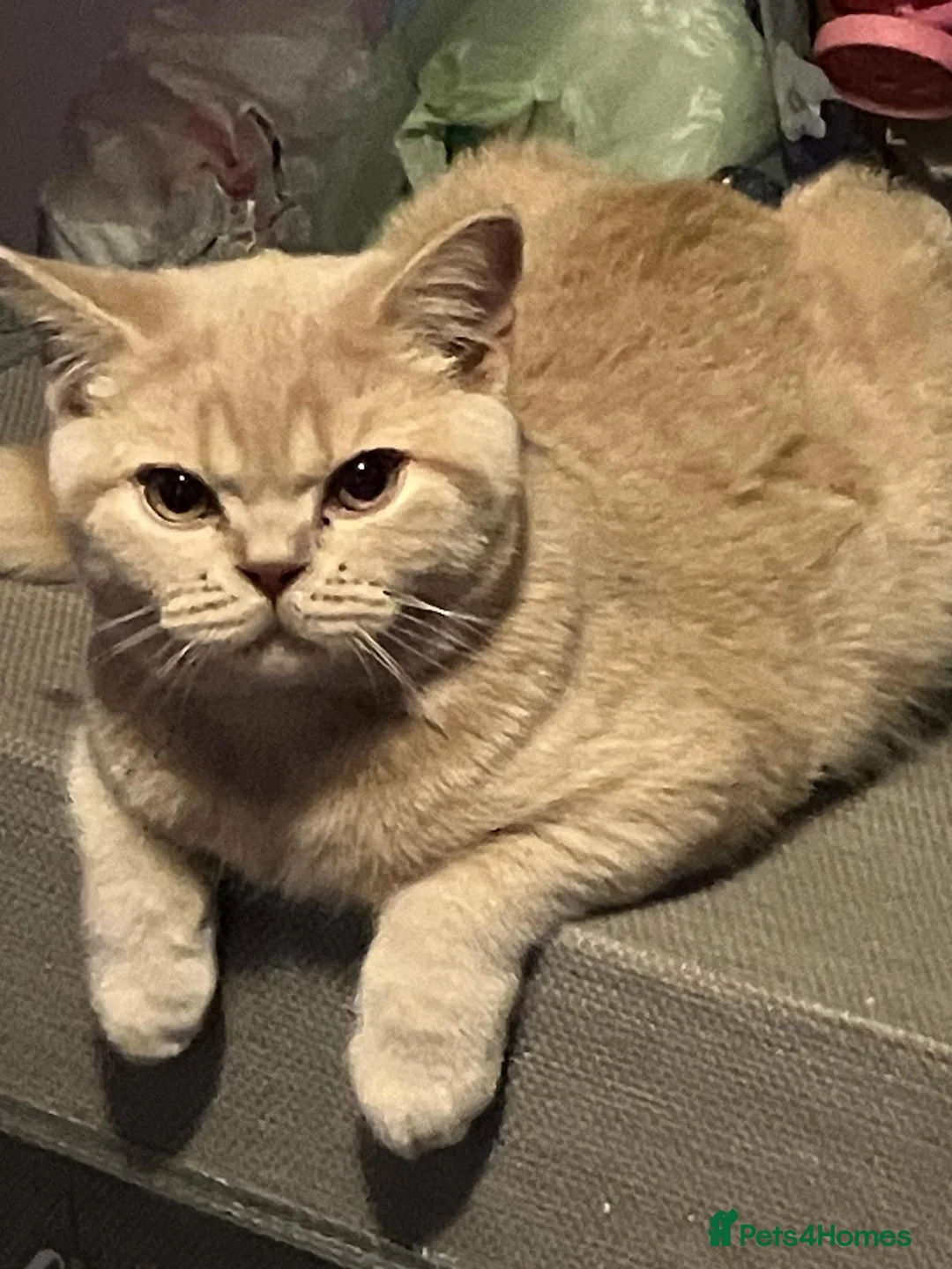 British Shorthair cats for sale: Mabel needs a quiet loving home  - Advert 1