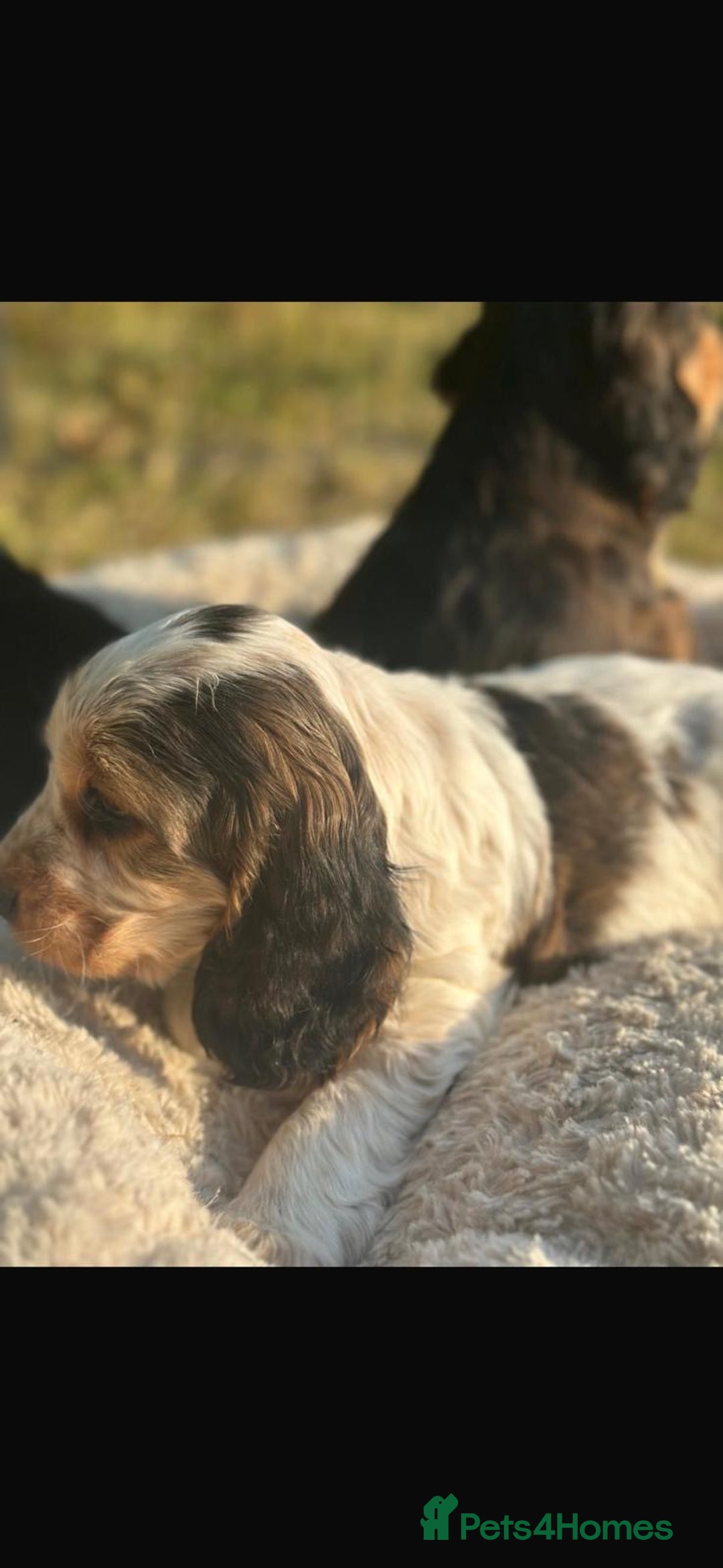 Cocker Spaniel dogs for sale: STUNNING Rizi Bizi sired Cocker puppies DNA Tested - Image 5