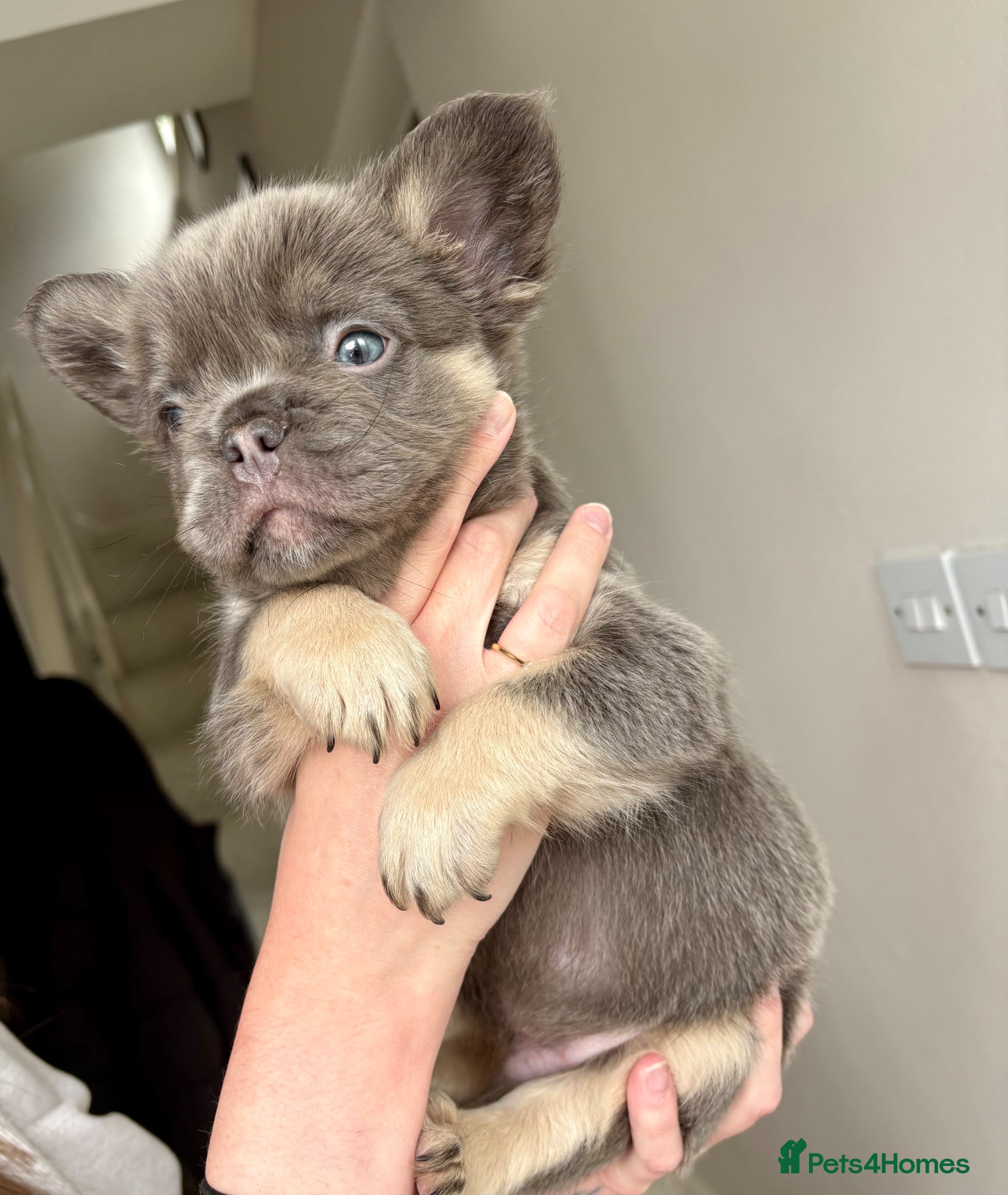 French Bulldog dogs Full fluffy lilac and tan male ££££  - Advert 2