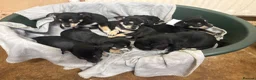 Mixed Breed dogs for sale: 🐶Chihuahua × Miniature Pinscher Puppies  - Advert 12